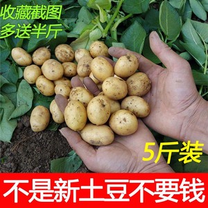 新鲜土豆黄心迷你小土豆有机马铃薯非转基因洋芋农家自种蔬菜新鲜