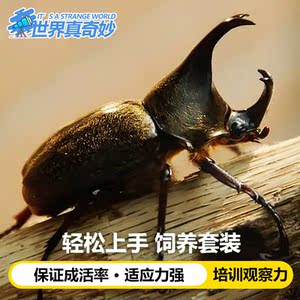 独角仙活虫成虫幼虫甲虫活物昆虫活幼体兜虫适合小学生养生的宠物