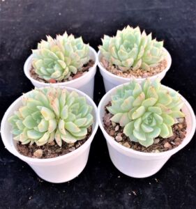 洞庭精品控养群生月影系多肉植物阳台盆栽直播间一物一拍满58包邮