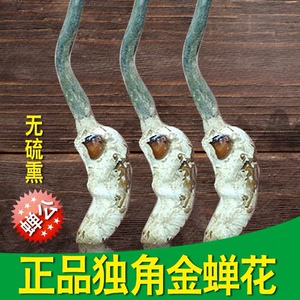 新货独角金蝉花公蝉花 雄蝉花个大饱满非中药材野生正品虫草粉