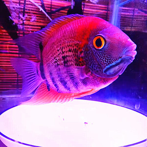 热带鱼红肩绿菠萝鱼苗大型鱼自有种鱼繁殖龙鱼配鱼半斤专用饲料