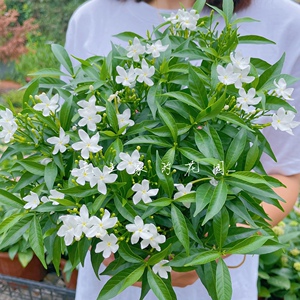 珍珠茉莉花盆栽