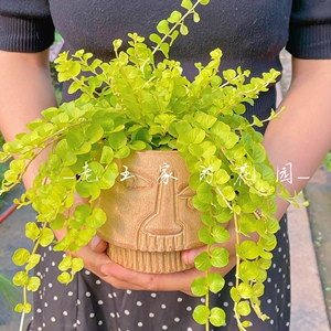 四季绿叶 金叶过路黄黄金串吊兰沼泽箱过滤水培挺水植物 耐寒耐热