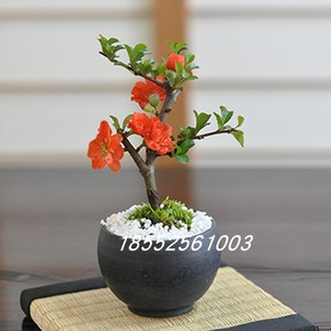 日本长寿梅 姬小町 八重咲长寿梅 小叶长寿梅 红花重瓣小叶海棠