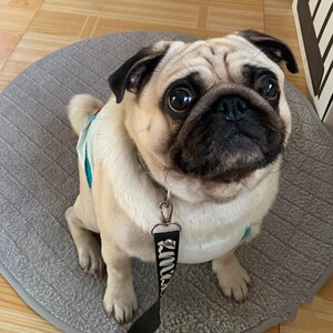 纯种巴哥犬幼犬憨厚哈巴狗八哥犬短毛犬可爱小型犬家养宠物狗活体