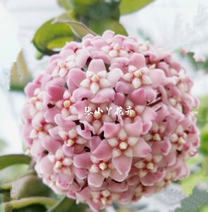 张小丫花卉卷叶球兰 深绿卷垂吊植物室内庭院盆栽阳台花卉