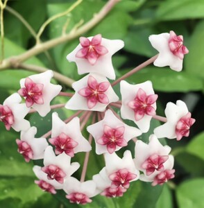 张小丫花卉镜叶球兰 hoya obovata大盆苗室内盆栽耐寒易开花