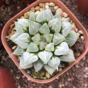 观益玉露多肉植物好养植物经典玉露十二卷大棚直销爱心寿满28包邮