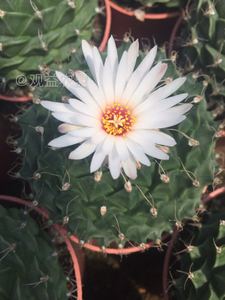 精品仙人球稀有实生仙人球开大花仙人球开花漂亮仙人球实生帝冠