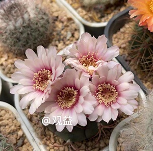 实生仙人球开花漂亮实生天紫玉强刺属大规格仙人球全场满19包邮