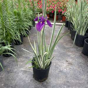 花叶玉蝉花 盆栽 地栽多年生球根花卉山菅兰耐热耐寒花园花镜植物