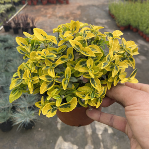 金叶扶芳藤盆栽金色植物四季常青多年生爬藤老桩绿植冬青卫矛树苗