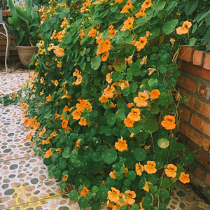 旱金莲花苗盆栽攀援爬藤多年生球根花卉阳台庭院植物室内好养浓香