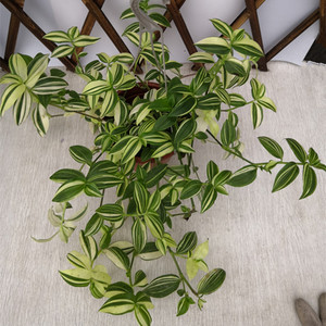 鸭舌吊兰盆栽垂吊花卉吊竹梅吊兰室内阳台长青易养护包邮