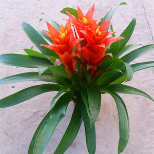 白雪公主鸿运当头凤梨丹尼斯奥运之星年宵花卉室内绿植盆栽