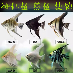 燕鱼黑白神仙鱼熊猫神秘鲁神仙云石神仙蓝魔鬼神仙红眼钻石神仙鱼