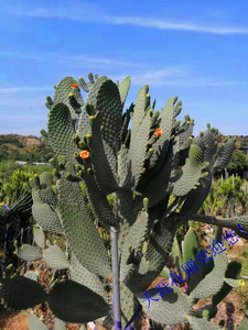 仙人掌 交野大盆丸宝剑 明镜 鱼磷掌北欧风情沙漠沙生耐旱植物.