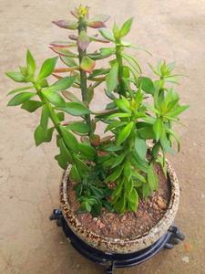 青叶麒麟嫁接钻木专用也可用于观赏用,单拍20棵起卖都现剪没根.