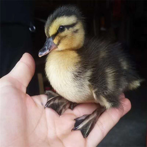 40同款货源tb3676759566淘宝高产蛋小鸭活苗大种麻鸭活苗幼崽肉鸭