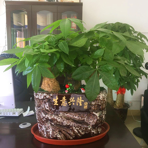 发财树盆栽小型组合绿植老板办公室桌面前台客厅新房开业乔迁送礼