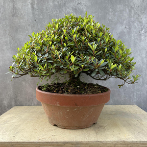 松华缘 日本早乙女盆景 小品微型杜鹃 桌面室内外盆栽 扦插素材苗