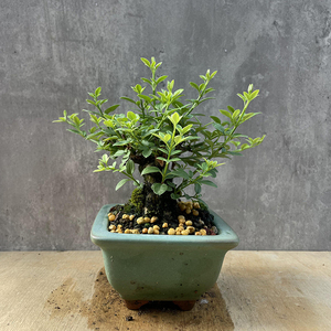 松华缘 三台迎春盆景 微型小品 品种正 提根盆栽 室内外绿植实拍