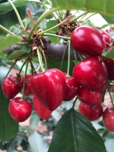 顺丰空运大连高沙大樱桃现摘现发孕妇儿童应季水果非进口车厘子