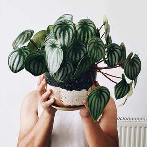 西瓜皮椒草孔雀豆瓣绿绿植室内盆栽月光可爱网红后谷植物