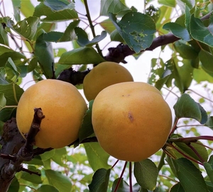 山西省忻州市繁峙县赵家庄村白水大杏  个头大 分量足 酸甜可口