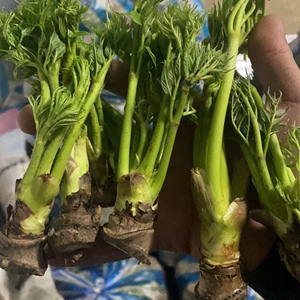 份包邮顺丰东北新鲜野生山野菜 小根菜大脑瓜嘣蹦小根蒜山菜250g6人付