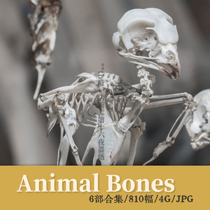 动物骨骼摄影 | 鸟兽骨架美术艺术解剖临摹参考图片素材