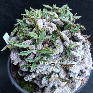 多肉园艺绿植盆栽 大戟 皱叶麒麟缀化  防辐射 阳台植物 一物一拍