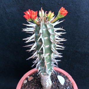 多肉园艺绿植盆栽 大戟 强刺喷火龙(狼牙棒)阳台植物 一物一拍