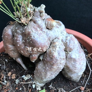 多肉园艺绿植  葫芦科 奇葫芦  实生 块根 爬藤 苦瓜属  一物一拍