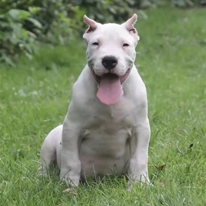 阿根廷杜高犬幼犬纯种活体巨型猎犬幼崽看家护院狩猎大型警犬斗狗