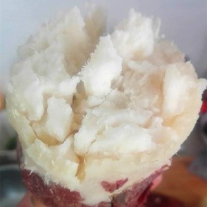 现货新鲜白心红薯农家栗子薯板栗薯白瓤地瓜番薯现挖山芋白薯9斤