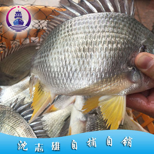 东山岛海鲜海钓野生黄翅鱼黄鳍鲷黄立鱼三条一斤规格礼包顺丰