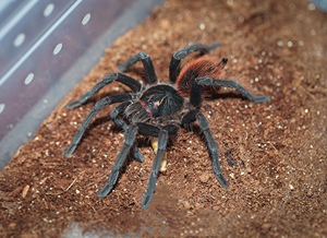 pamphobeteus petersi 秘鲁火焰食鸟捕鸟蛛足展15-18厘米大型pam