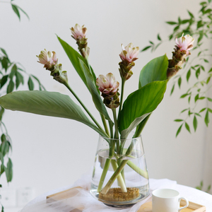 粉色姜荷花鲜花家用水养插花时令鲜切花办公室婚礼中式禅意情人节