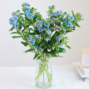 蓝星花圆瓣鲜切花国产花材家庭插花办公室水养鲜花装饰母亲节礼物