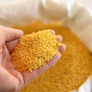 辉渠小米-淘宝拼多多热销辉渠小米货源拿货 - 阿里巴巴货源