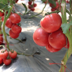 番茄种子大粉果 美粉先锋西红柿种籽高产越夏四季春季 秋延迟基地