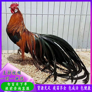 长尾鸡活鸡仔观赏活鸡成年日本长尾鸡活体三彩长尾脱温鸡可孵化蛋