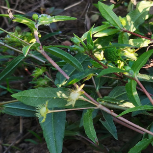 天然新鲜墨旱莲草深山农家现采黑墨草旱墨莲鳢肠草水旱莲黑口草