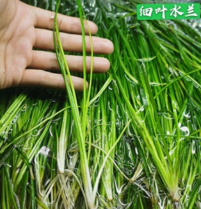 大水兰水草
