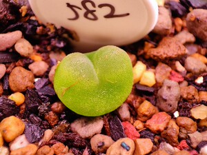 582 芬妮水晶鞋 sh1212 一年半 0.9cm 肉锥花 多肉植物 番杏科