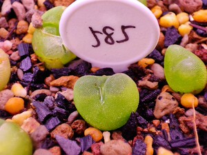 585 芬妮水晶鞋 sh1212 一年半 0.9cm 肉锥花 多肉植物 番杏科