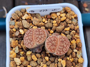 198 曲玉 瑞光玉 c73 开花株母本生石花 屁屁 多肉植物 番杏科