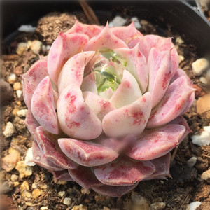 海琳娜海妹子韩国进口多肉植物菀荷花卉带血斑满包邮云南昆明大棚