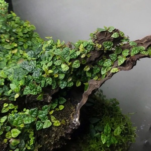 进口迷你小叶霹雳水陆雨林缸耐阴藤蔓攀爬附生造景室内观叶绿植物